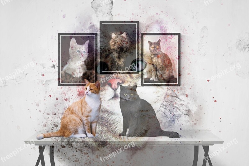 Composing Photomontage Cat Domestic Cat Poster