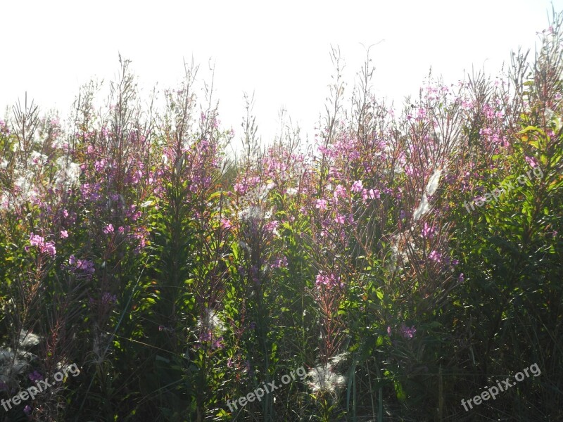 Flowers Pink Nature Blossom Bloom