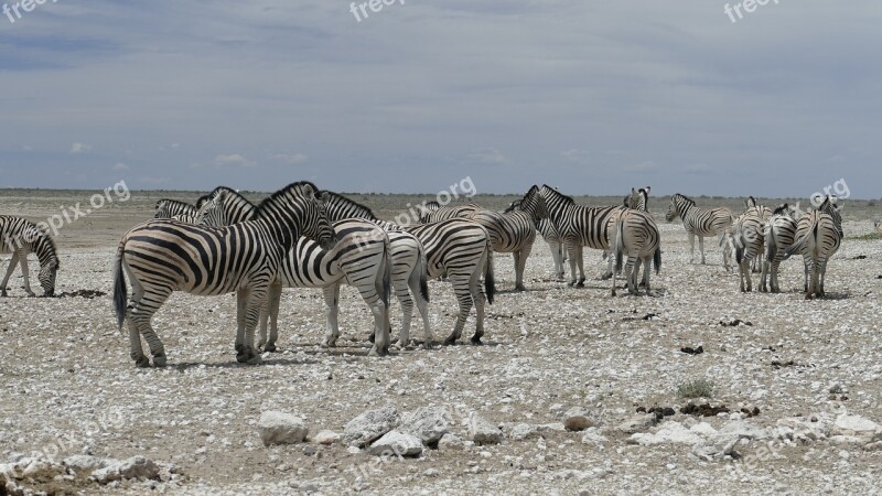 Namibia Zebras Animal Free Photos