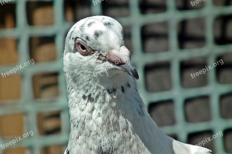 Dove Postal Codes Kennel Bird Animals