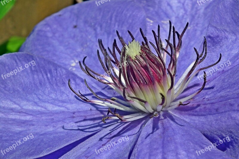 Flower Clematis Blue Creeper Garden