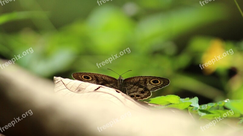 Butterfly Common Eyes Sitting Wings