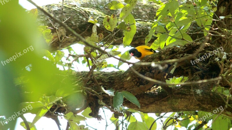 Bird Avian Oriole Yellow Leaf