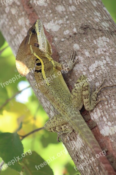 Reptile Tabasco Mexico Free Photos