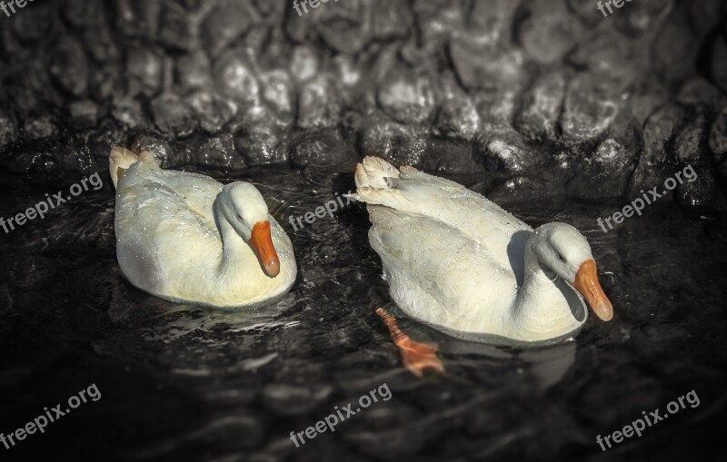 Animal Animal Photography Duck Ducks Bird