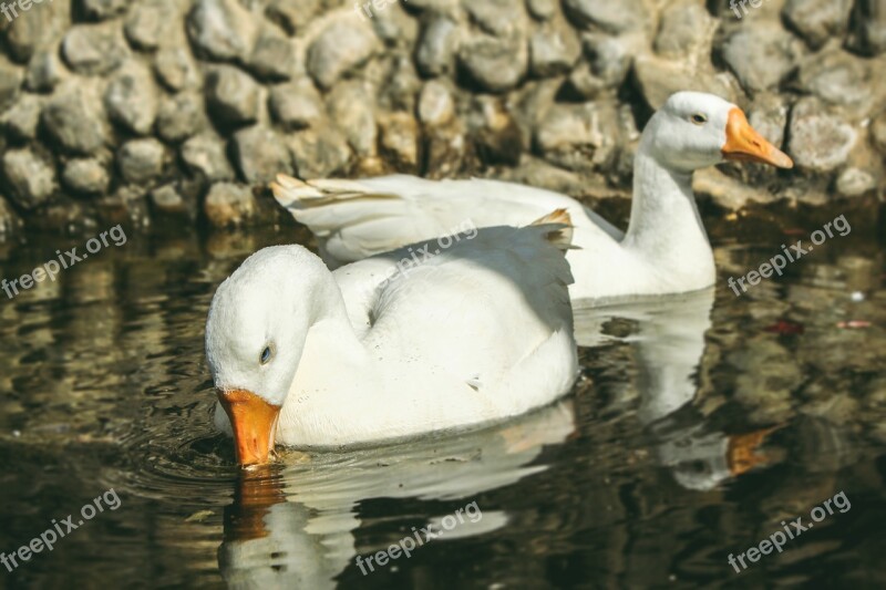 Animal Animal Photography Duck Ducks Bird