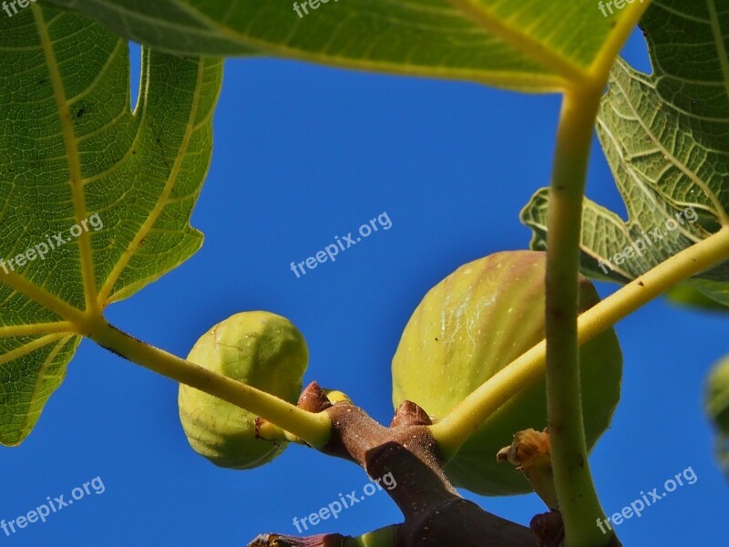 Figs Tree Fruits Fruit Fig Leaves