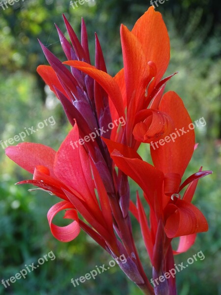 Canna Heliconia Bihai Flower Red Petals