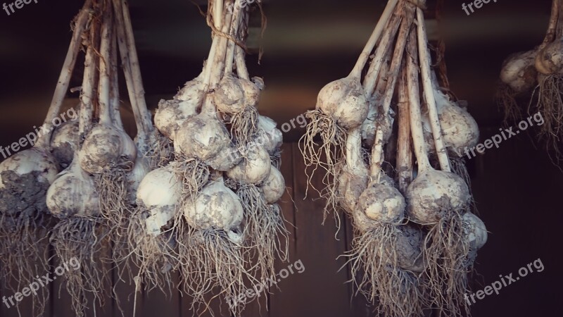 Garlic Harvest Clay Brown Vegetables