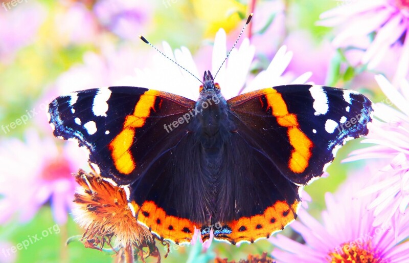 Fair Admiral Insect Butterfly Day Antennae Apiformes