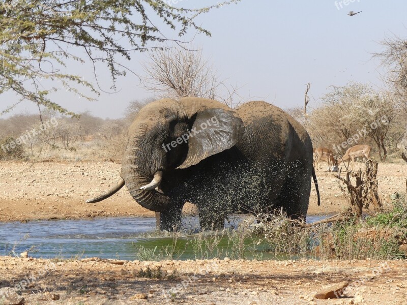 Elephant Namibia Africa National Park Mammal