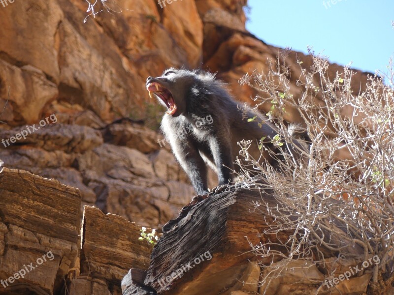 Namibia Sun Africa Nature Animals