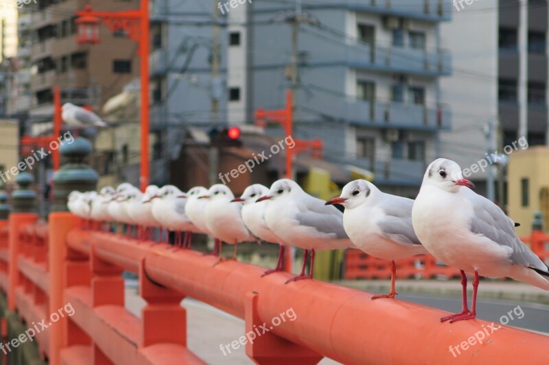 Red The Parapet Of The Bridge Sea Gull The Water Bridge Free Photos