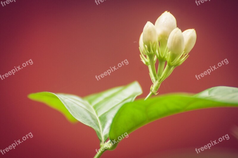 Flower Bud Bud White Nature Flora