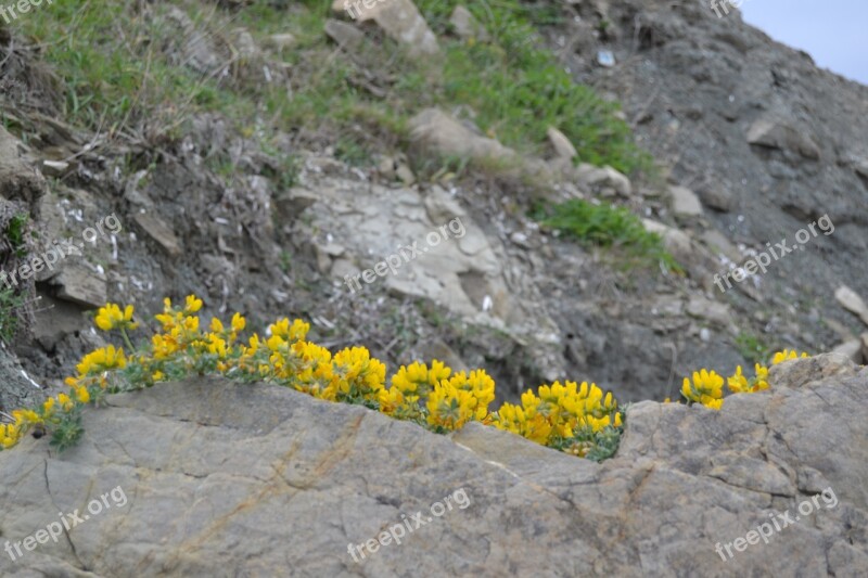 Flowers Nature Already Flower Spring