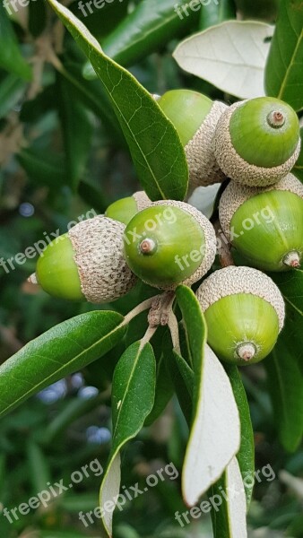 Acorn Tree Green Free Photos