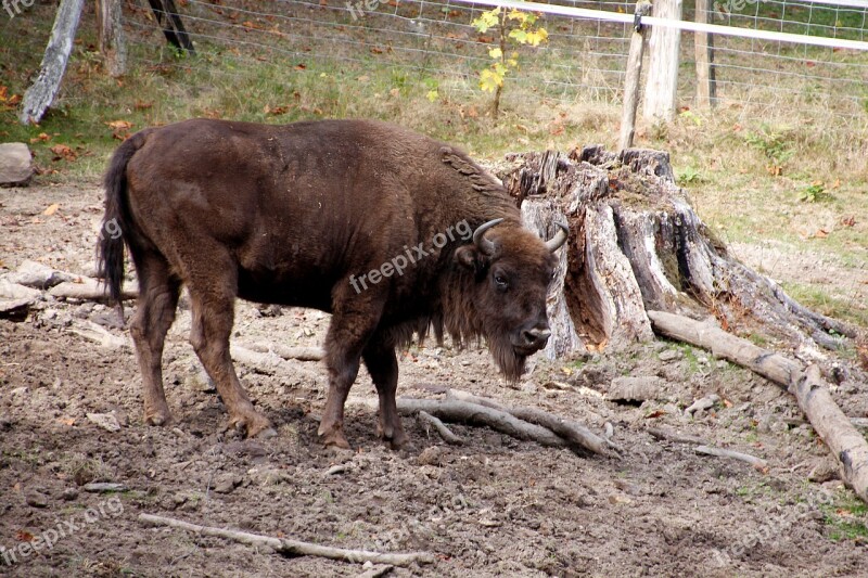 Wisent Animal Wild Bison Herd Animal