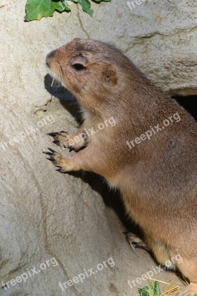 Prairie Dog Close Up Canada Rodent Nature