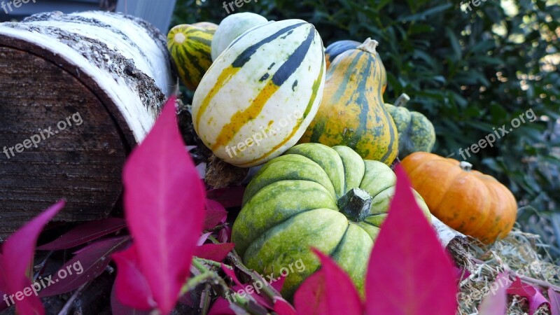 Pumpkin Deco Decoration Halloween Thanksgiving