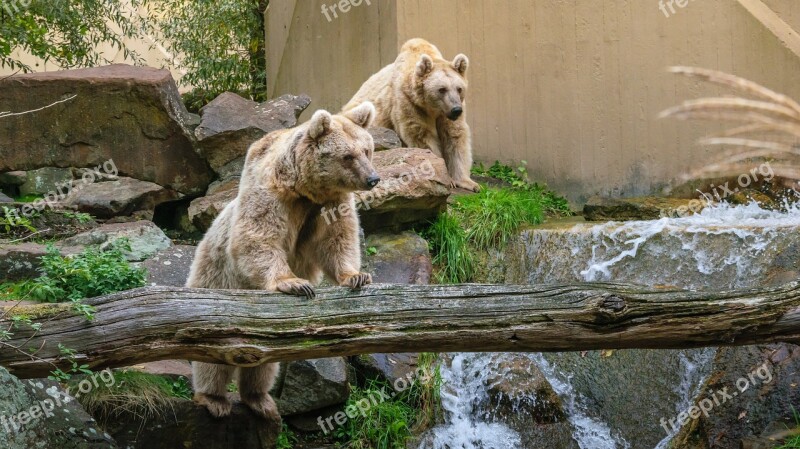 Bear Animals Zoo Animal World Fur