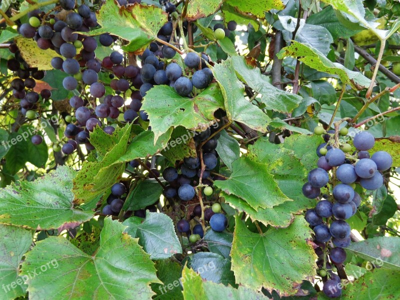 Bunch Of Grapes Vines Fruit Wine Grapes