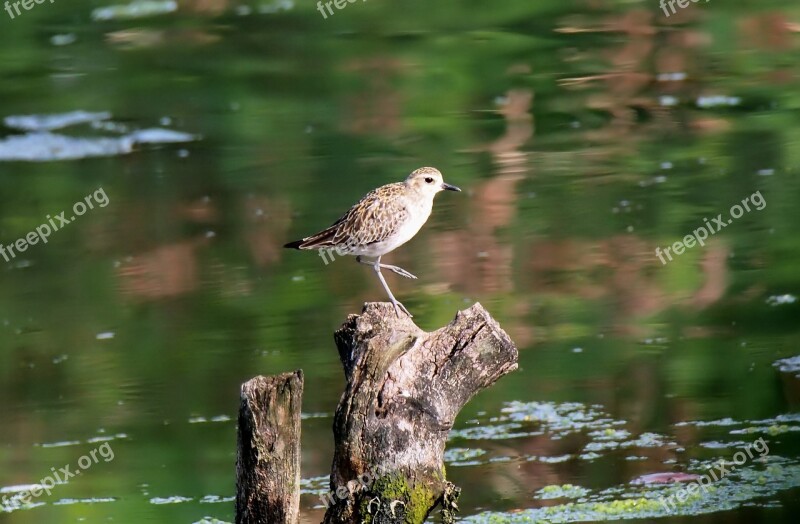 Wild Wildlife Shore Bird Migratory