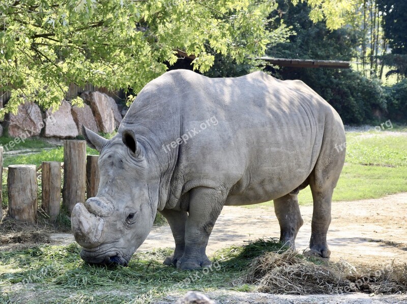 Rhino Animals Nature Animal World Hard