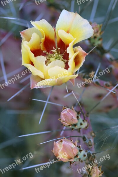 Cactus Cacti Nature Scenic Succulent