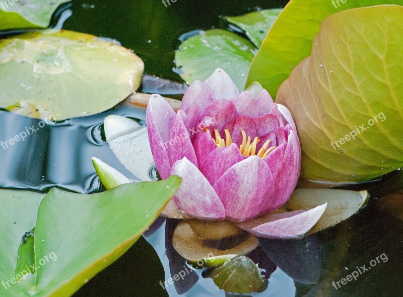 Water Lily Pond Biotope Lake Rosengewächs Aquatic Plant