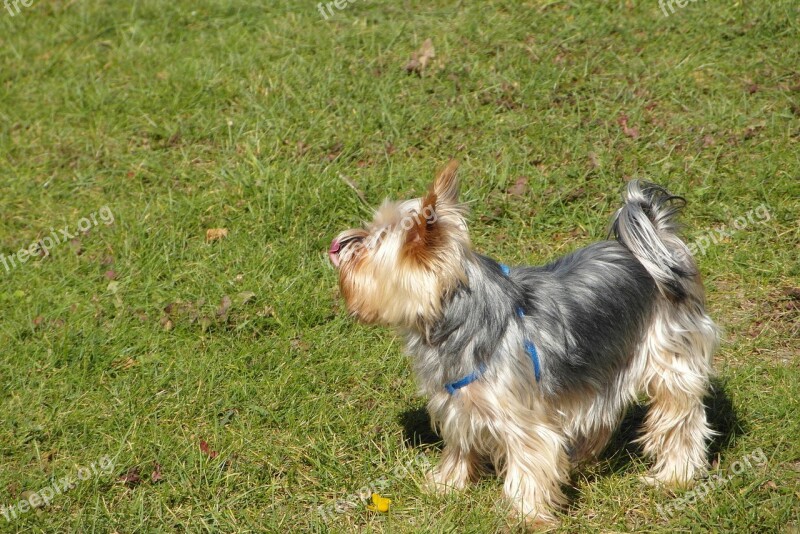 Doggy Small Mammal York Lovely