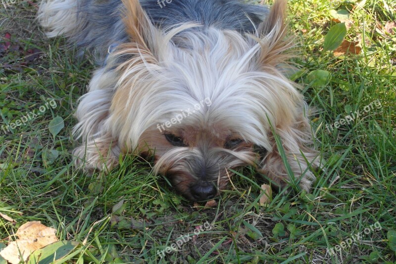 Doggy Small Mammal York Lovely