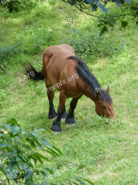 Horse Prado Pacer Pasture Grass