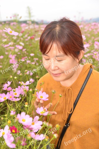 Autumn In Autumn Wallpapers Cosmos Fall Flowers