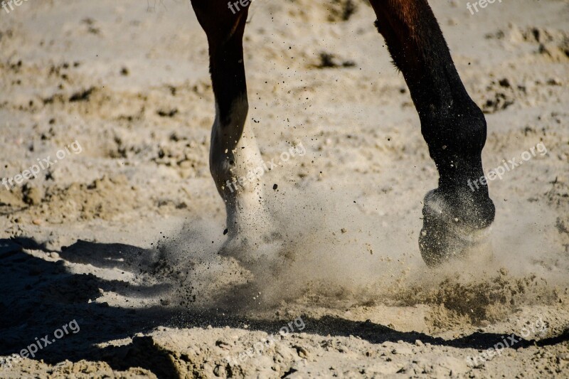 Horse Sand Close Up Horseback Riding Equestrian