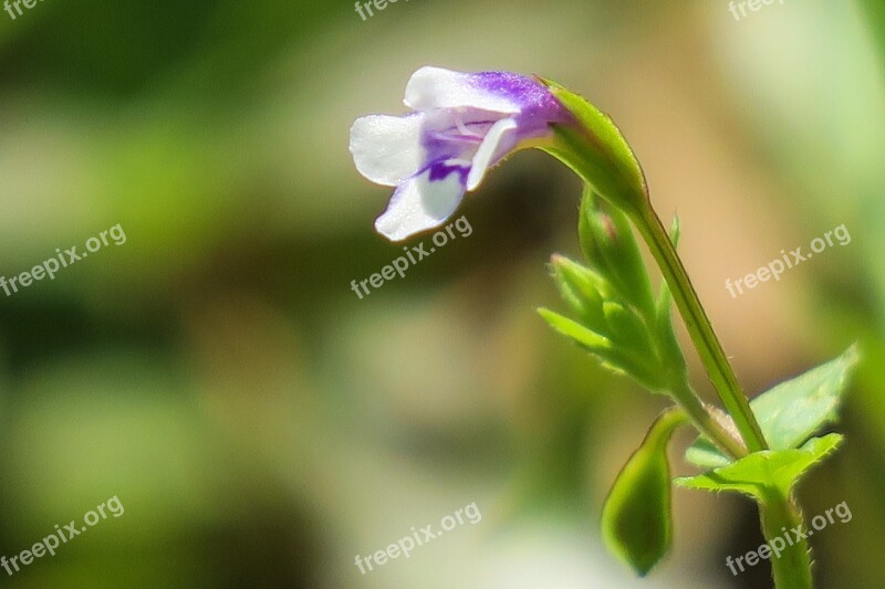 Hong Kong Mother Of The Grass Plant Petal Color