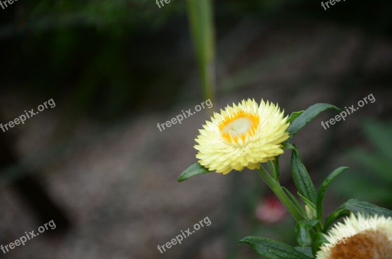 Flower The Leaves Spike Tree Free Photos