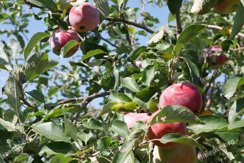 Apple Tree Fruit Crabapple Tree Harvest The Harvest