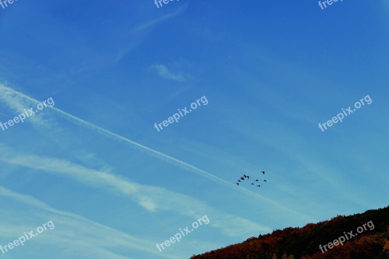 Flock Of Birds Birds Landscape Sky Swarm