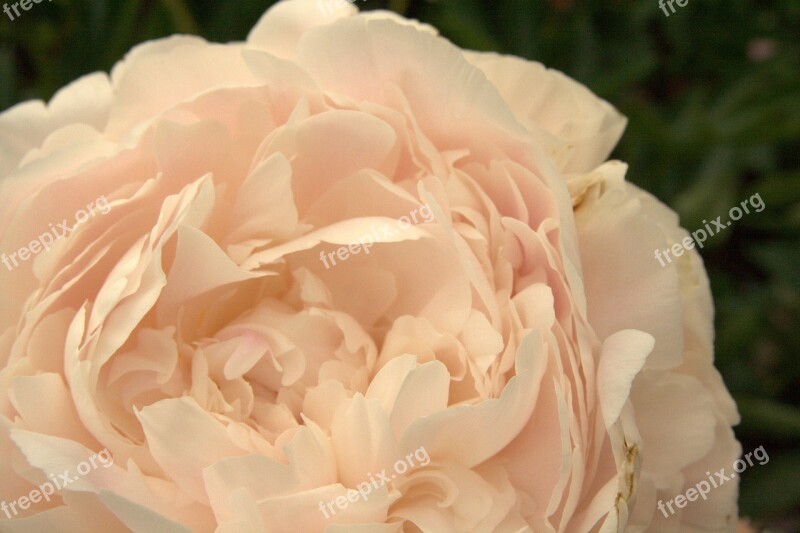 Rose Light Pink Flower Blossom Bloom