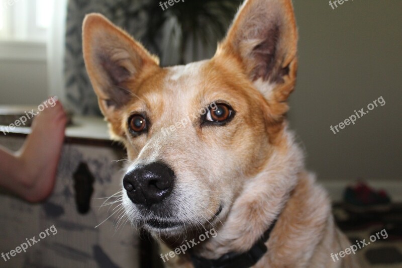 Dog Corgi Red Heeler Puppy Cute