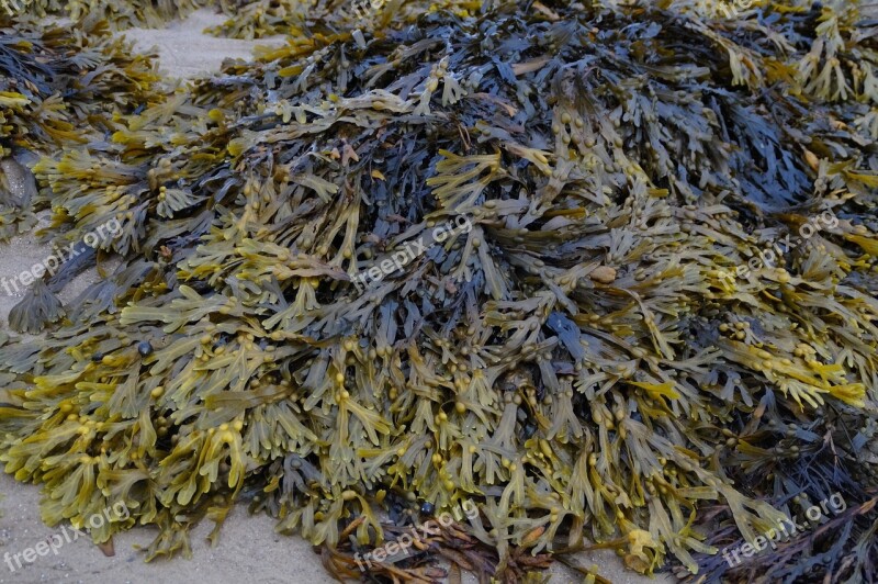 Sea Grass Seaweed Ebb North Sea Nature