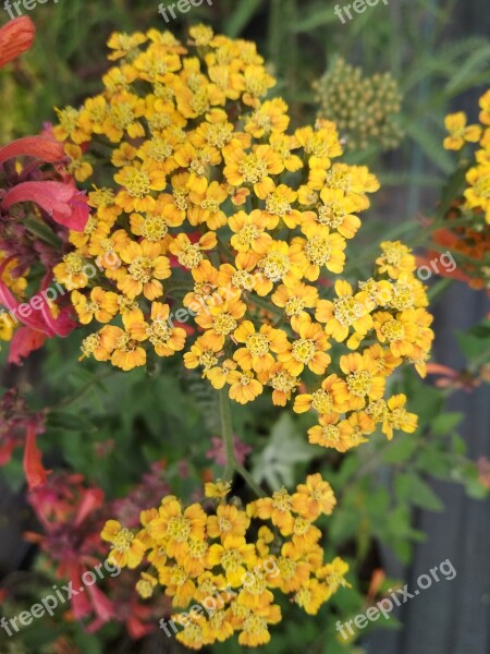 Yarrow Flowers Yellow Bloom Plant