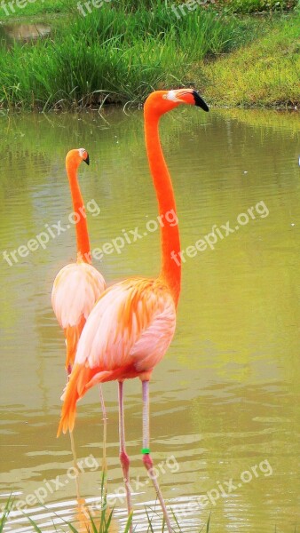 New Flamingo Animal Free Photos