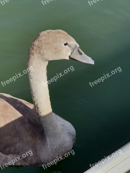 Swan Animal Children Water Water Bird Plumage