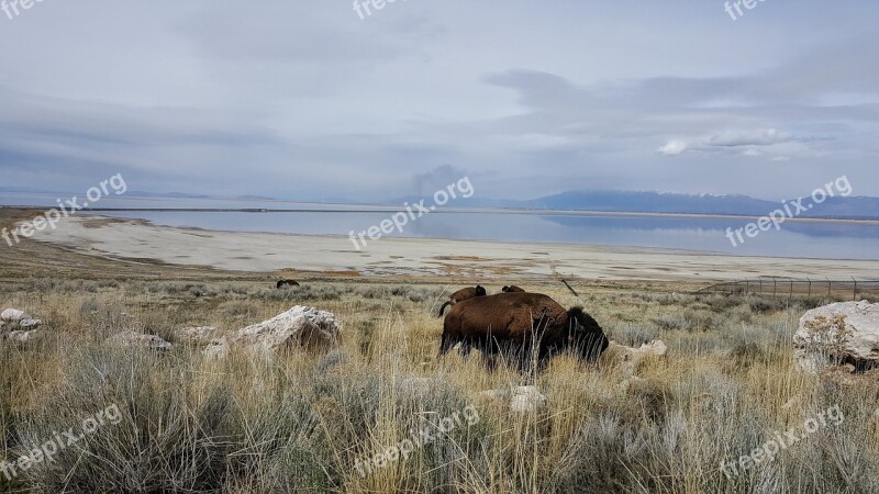 Antelope Island Buffalo Bison Utah Free Photos