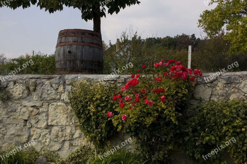 Hungary Wine Barrel Bush Flower Free Photos