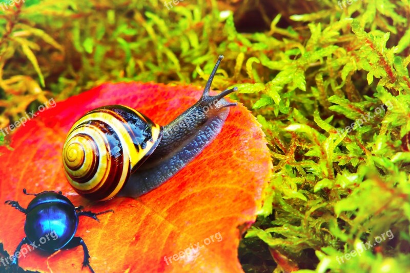 Wstężyk Huntsman Molluscs Leaf Moss Autumn