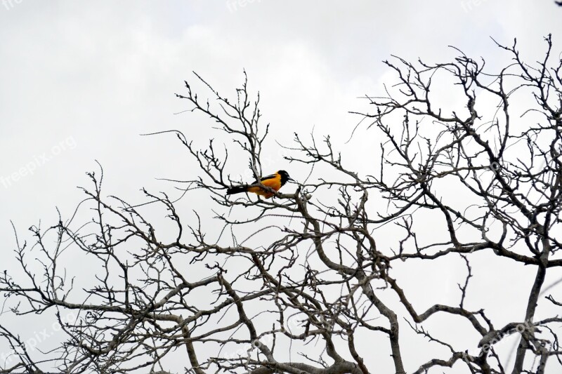 Summer Caribbean Aruba Yellow Bird Bird In The Nature