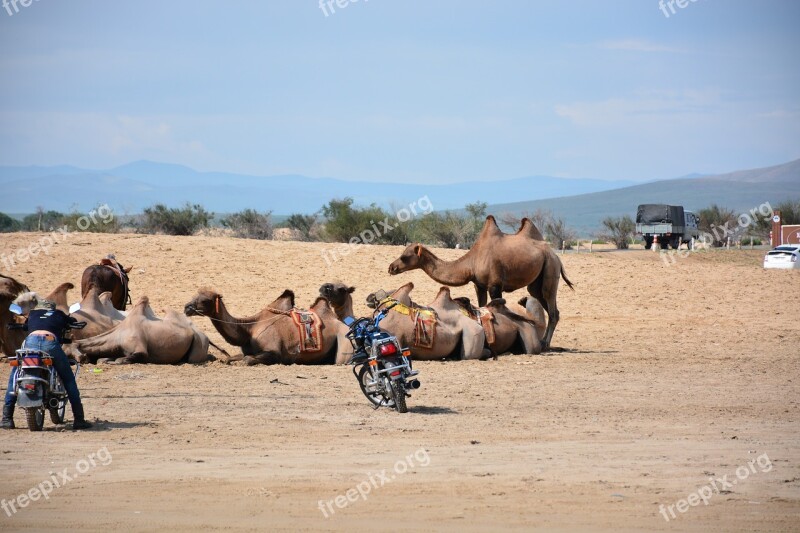 Camels Gobi Mongolia Sand Free Photos