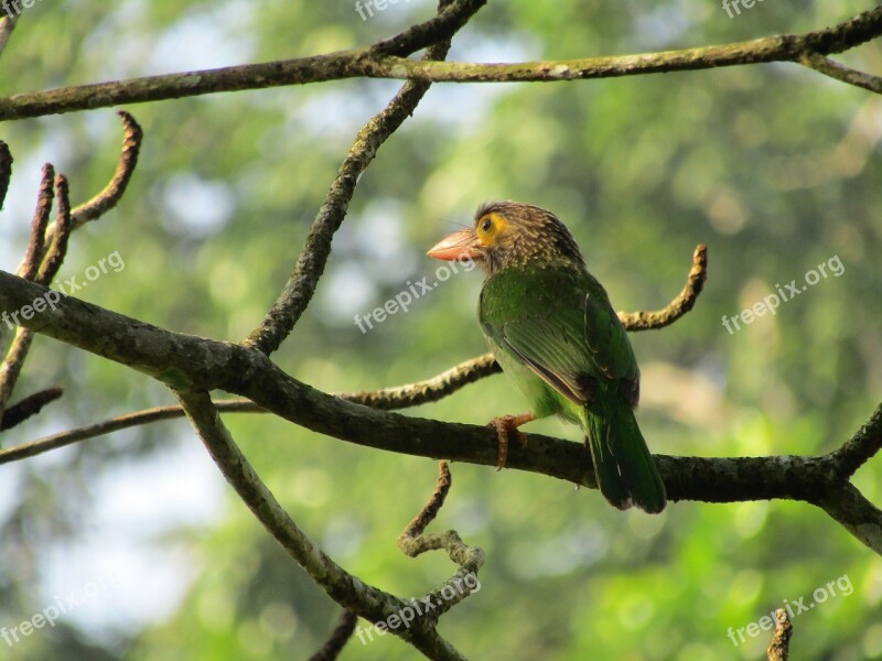 Bird Wildlife Animal Fly Kingfisher